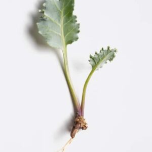 colour_protection_shine_restoring_shampoo_390898_250ml_1400c5e.1.25x