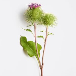 fortifying_scalp_concentrate_390816_100ml_51f12ab.1.25x