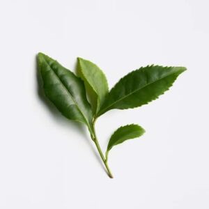 hairloss_control_scalp_concentrate_390912_100ml_a9e459d.1.25x