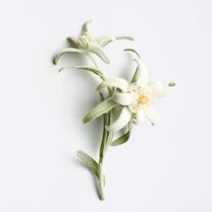 hairloss_control_shampoo_390834_250ml_a3909c3.1.25x